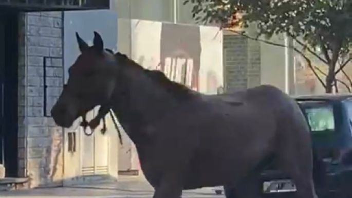 Tres caballos sueltos paseando por la ciudad