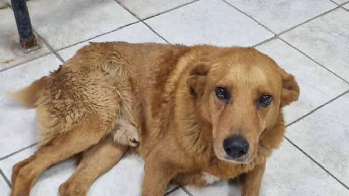 Un perrito que quedó en el Hospital Pasteur