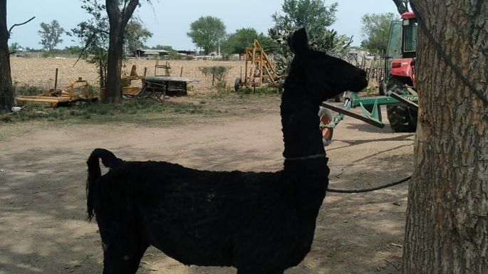 Un productor denunció que una llama asustaba a los caballos en un campo