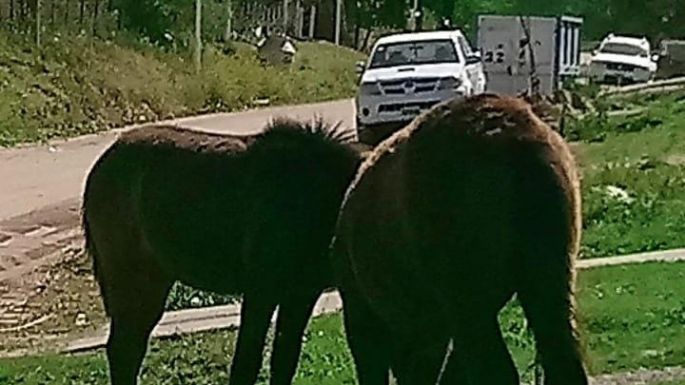 Alertan por el peligro de caballos sueltos en zona urbana