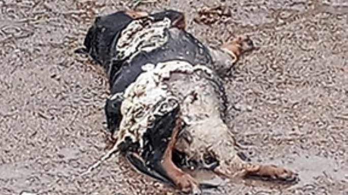 Advierten sobre rituales satánicos con perros y gatos negros y blancos