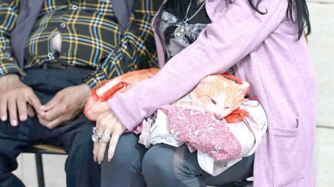 Mascotas: se castró en el barrio Ameghino