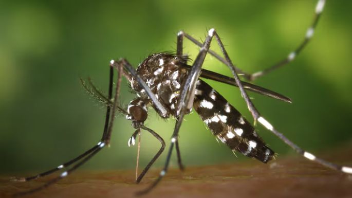 Confirman los primeros casos de dengue y de chikungunya de este verano