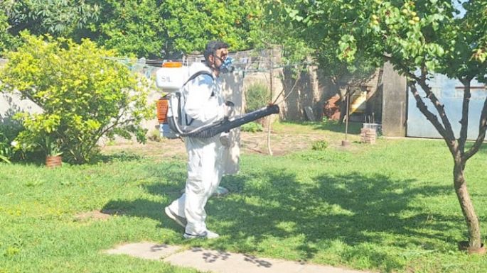 Dengue: son cinco los autóctonos