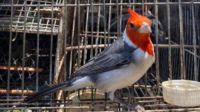Rescataron casi 30 aves que estaban en cautiverio