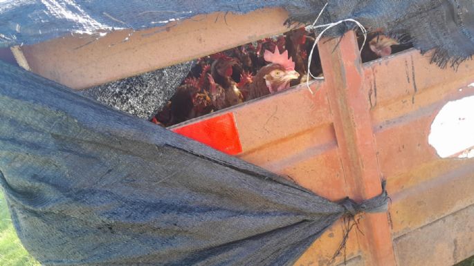 Un conductor llevaba 300 gallinas sin habilitación