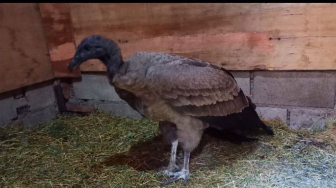 Rescataron una hembra de cóndor andino lastimada