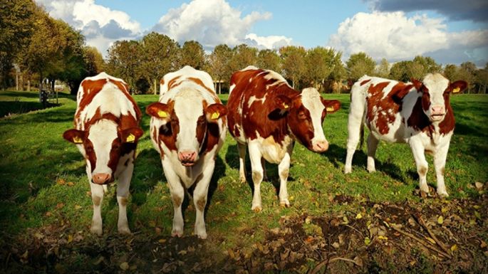 Ciencia que mejora al campo