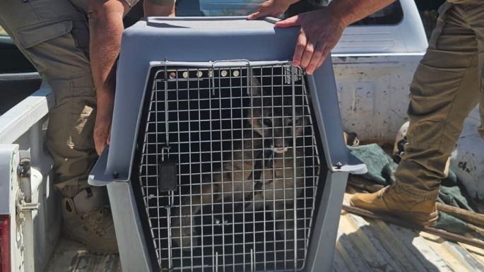 Rescataron a un cachorro de puma que estaba encadenado y deshidratado