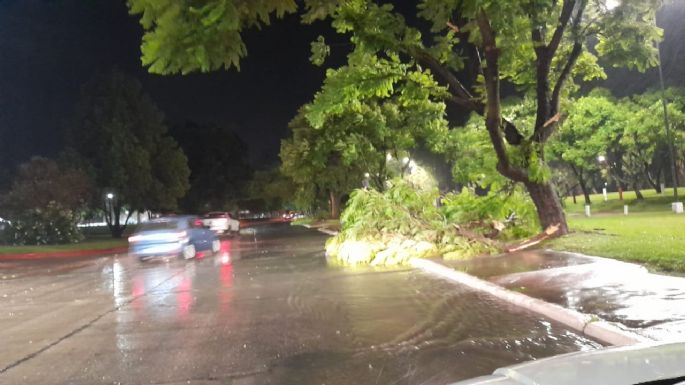 La tormenta dejó árboles caídos y cortes en el suministro eléctrico