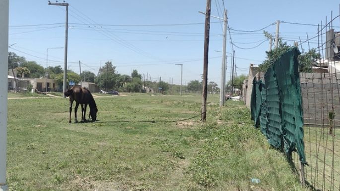 Quejas por caballos