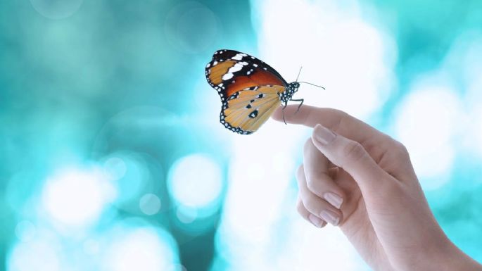 El aleteo de una mariposa