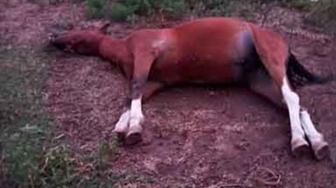 Caballo muerto cerca de casas