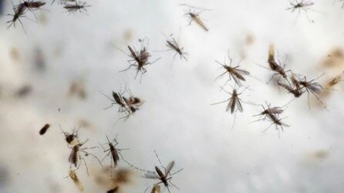 Invasión de mosquitos en las Villas