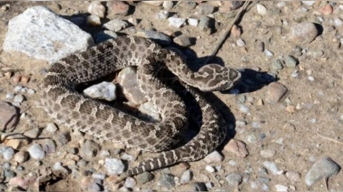 Una mujer se encuentra grave tras ser mordida por una yarará en las sierras