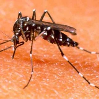 Diez casos de dengue activos en la ciudad