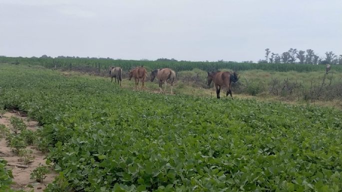 Cuatro caballos rompieron el alambrado y se alimentaron de soja de un campo vecino