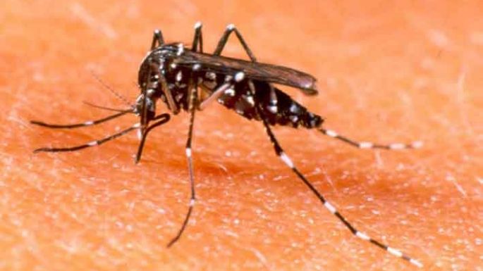 Diez casos de dengue activos en la ciudad