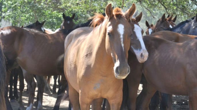 Confirmaron la primera muerte por encefalitis equina en la zona