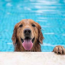 ¿Qué perros soportan mejor el calor?