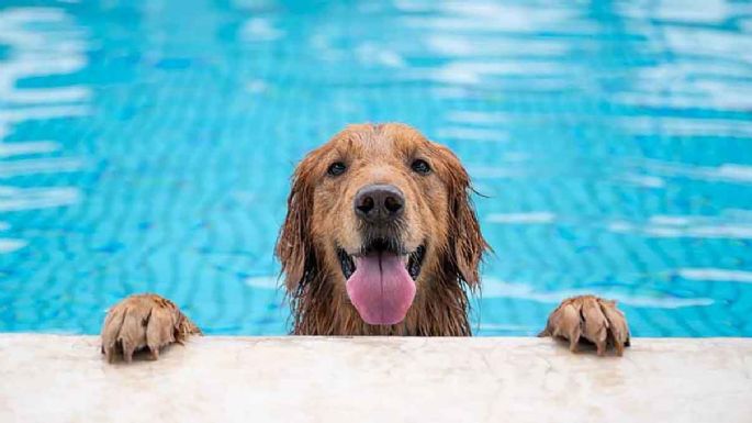 ¿Qué perros soportan mejor el calor?