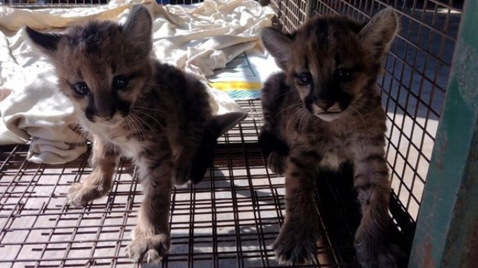 Rescató a dos cachorros de puma en una ruta de Córdoba