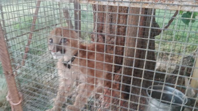 Hallaron un cachorro de puma en un establecimiento rural
