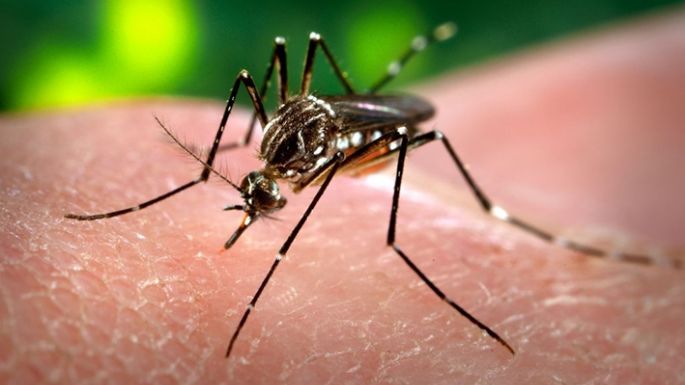 Dengue: 8.629 casos