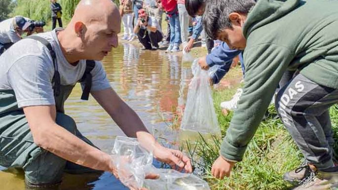 Por reponer la población de dorados
