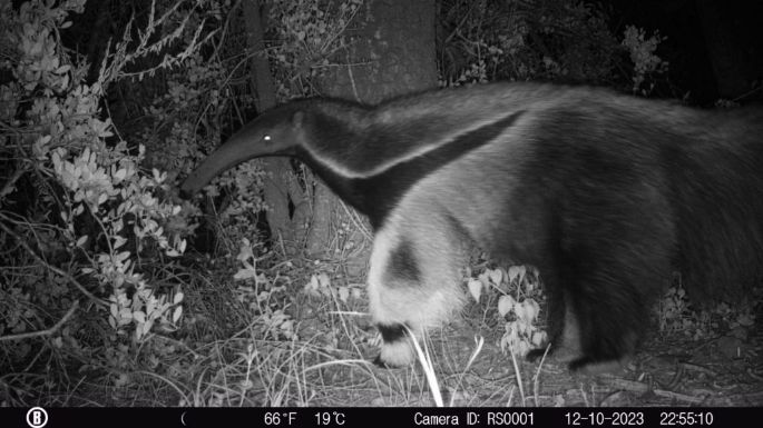 Sorpresa por la aparición de un oso hormiguero en Córdoba