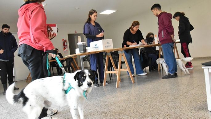 Antirrábica, no solo por los perros