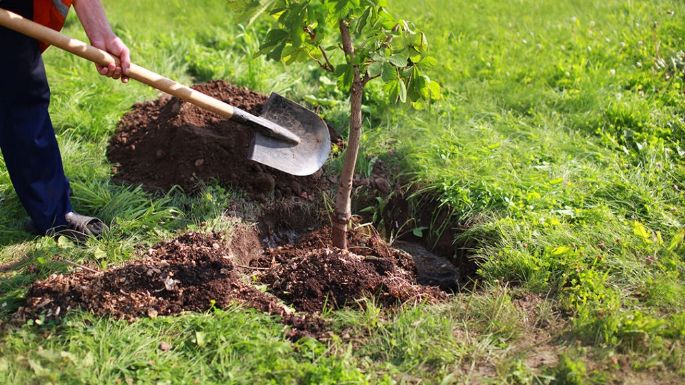 Entregarán ejemplares de fresnos de manera gratuita