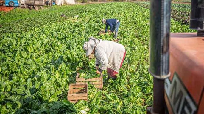 Para la huerta en el hogar