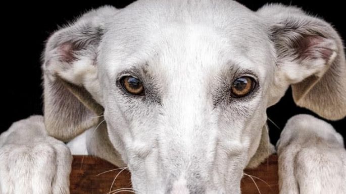 Marcharán para pedir "basta de maltrato animal" en plaza Centenario