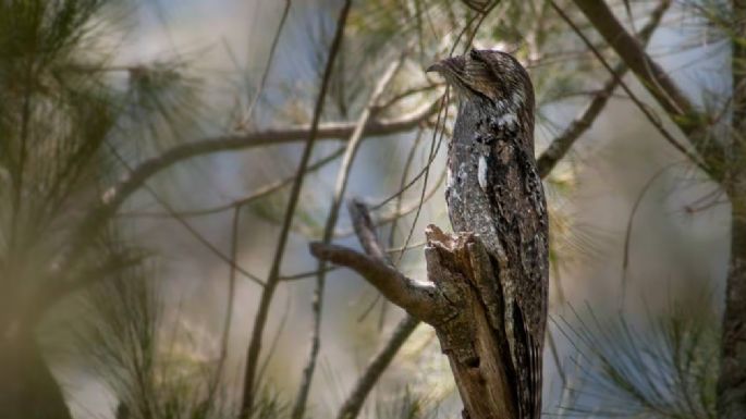 Fotografiaron a un ave en peligro de extinción en Villa María