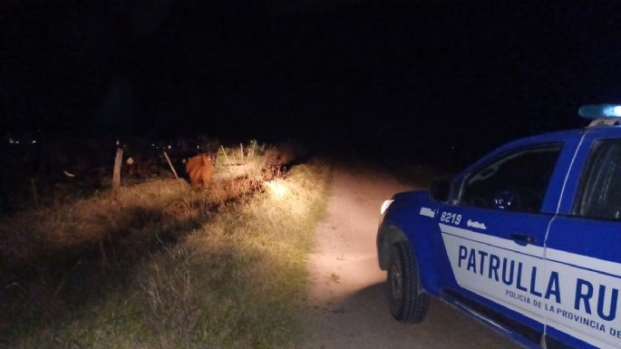 Tres vacas obstaculizaron el paso en un camino rural