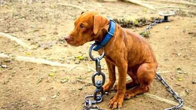 Carta sobre maltrato animal