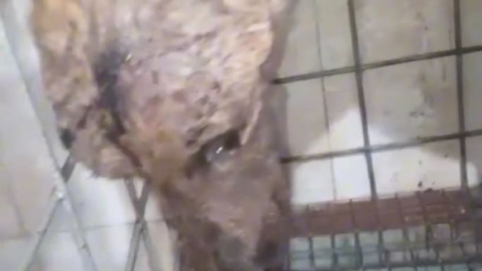 Denuncian al CAM por desatención de una galga que finalmente falleció en malas condiciones