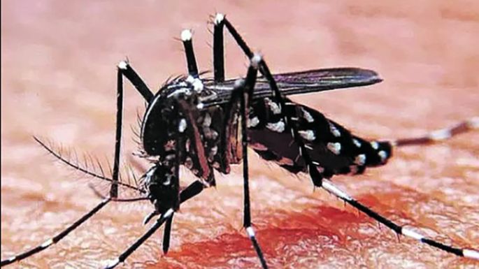 Dengue: otra cifra récord