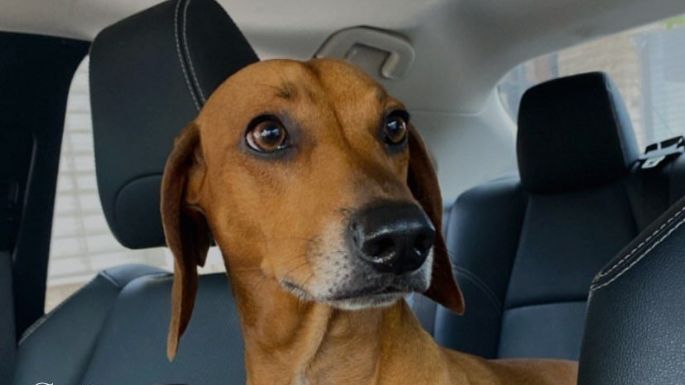 Piden ayuda para hallar la mascota de una niña con discapacidad