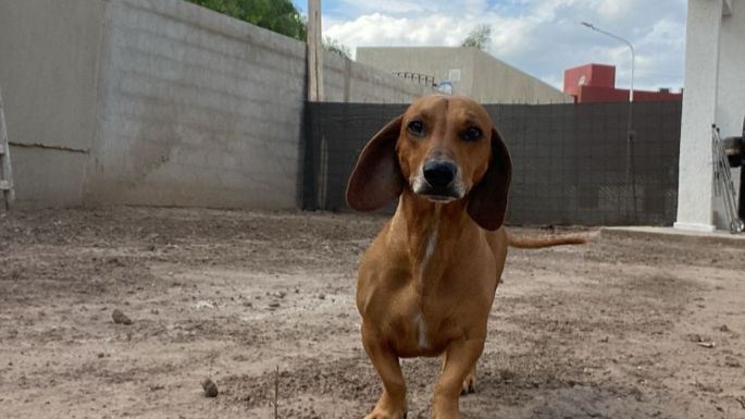 Piden ayuda para hallar la mascota de una niña con discapacidad