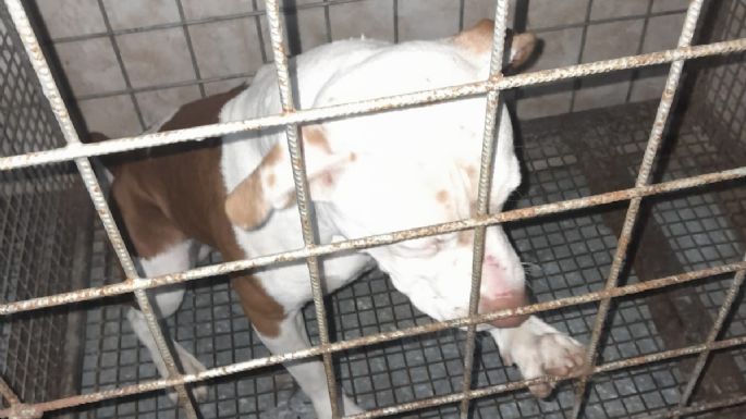 Un pitbull atacó e hirió a un niño y la dueña fue imputada