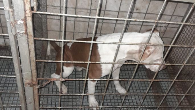 Un pitbull atacó e hirió a un niño y la dueña fue imputada