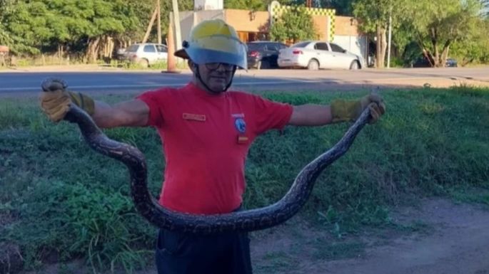 Encontraron una lampalagua de 2,5 metros al costado de la ruta 9