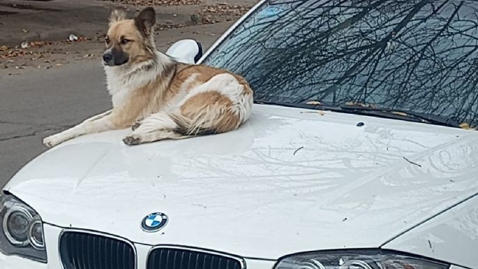 Una perra se apropió de un BMW para descansar en barrio Lamadrid