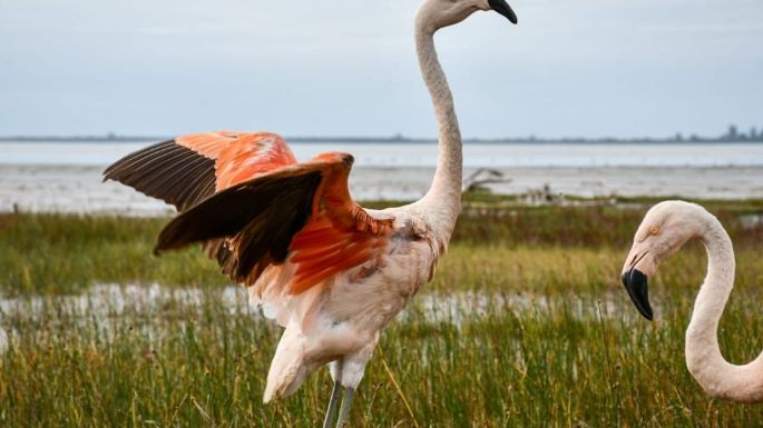 Liberaron dos flamencos australes y 48 aves pequeñas