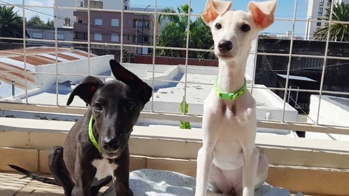 Galgos en la costa