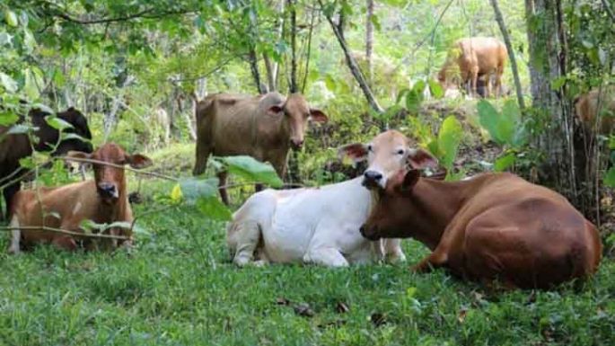 Carnes sin deforestación