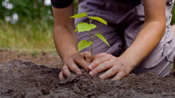Lanzarán el programa "Un árbol para mi vereda"