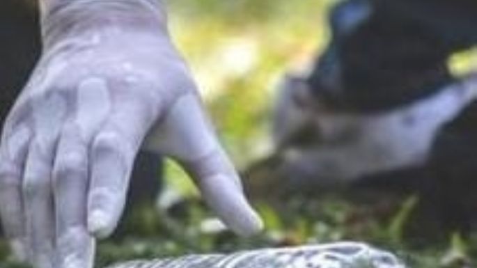 Sin basura: a limpiar la costa